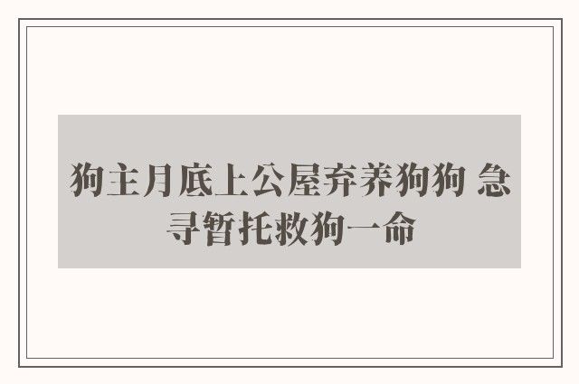 狗主月底上公屋弃养狗狗 急寻暂托救狗一命